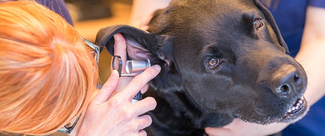 Untersuchung der Ohren eines Hundes