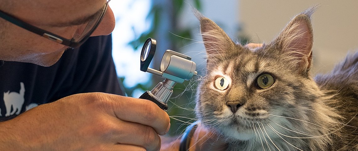 Tierarzt untersucht die Lichtreflexe eines Katzenauges
