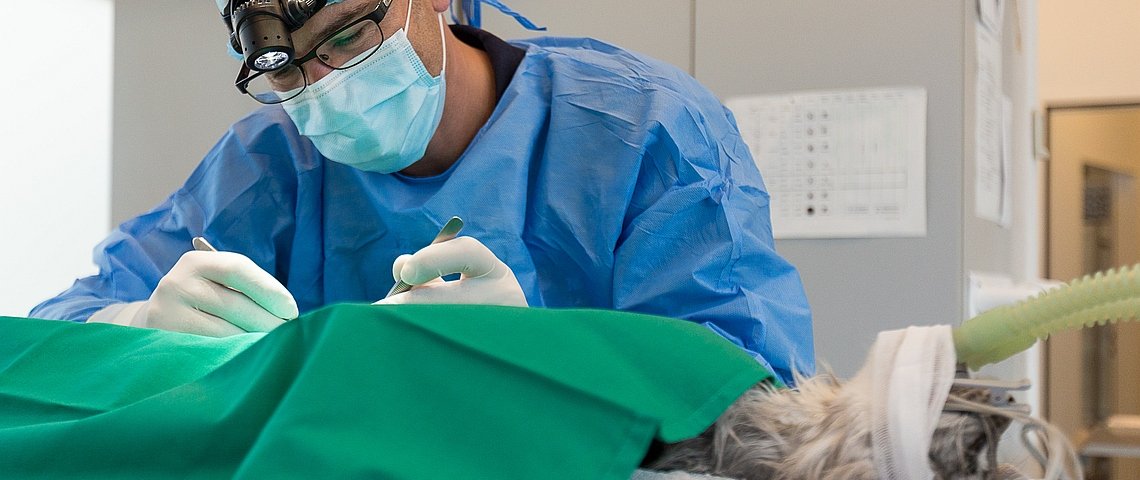 Operation einer Katze in der Kleintierpraxis Anima