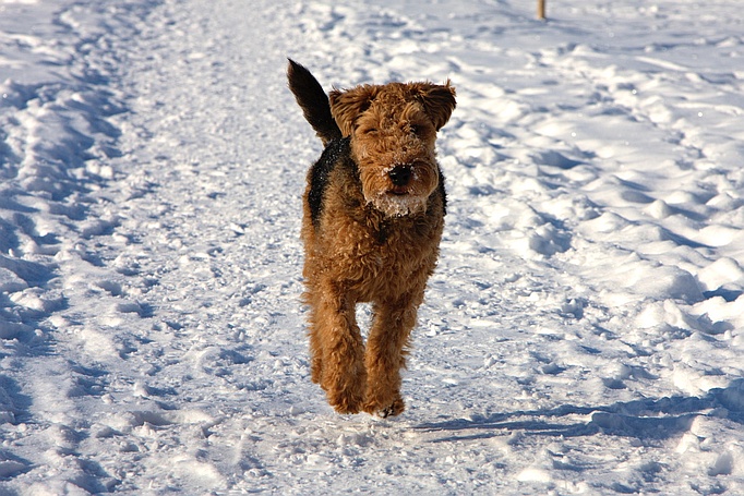 Welsh Terrier Siro