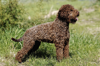 Lagotto Romagnolo Hündin