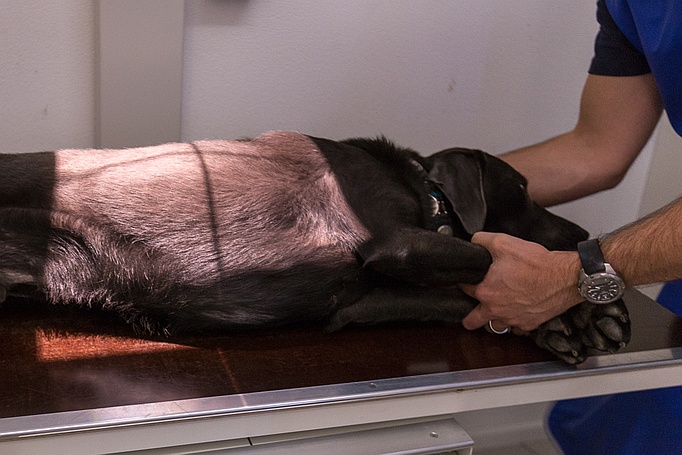 Thorax-Röntgen beim Hund