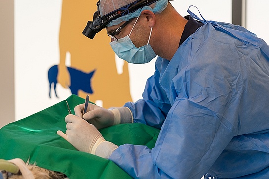 Oliver Schmied bei der Operation einer Katze