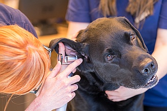 Tierärztin Julie Schwechler Ohrkontrolle Hund