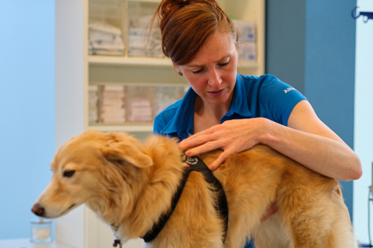 Tierärztin Julie Schwechler Untersuchung Hund