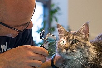 Tierarzt Oliver Schmied Augenkontrolle Katze