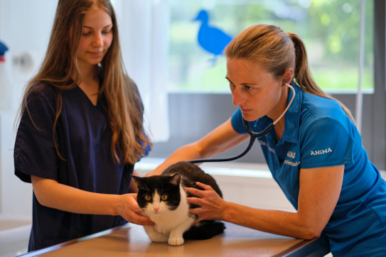 Tierärztin Carolin Baruffol Untersuchung Katze