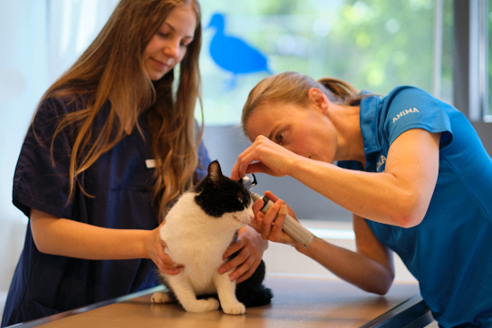 Tierärztin Carolin Baruffol Untersuchung Katze